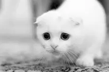 sad_cat_is_sad156.webp