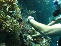 Bunaken, Sulawesi.webp