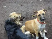 perros1.webp