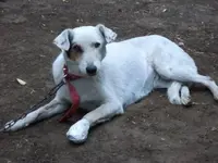 perros3.webp