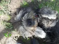 perros6.webp
