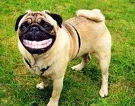 HIGIENE-ORAL-PERRO.webp