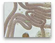 Screen Shot 2014-12-28 at 01.52.54.webp