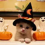 gatojalowin.webp