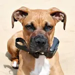 boxer-puppy-shock-collar.webp
