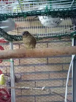 image.webp