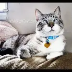 gato-bizco-spangles.webp
