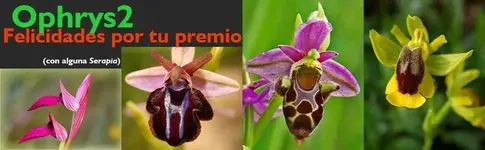 Felicitacion.webp