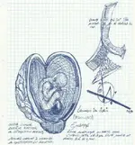 Embryos.webp