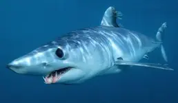 shortfin-mako-shark.webp
