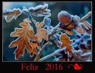 feliz 2016.webp