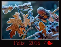 feliz 2016-c.webp