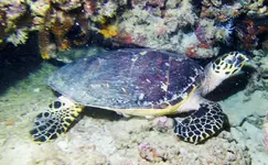 Tortuga.webp