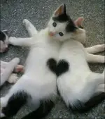 funny-cats-heart-hair-fur.webp