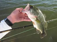 BASSES CON MOSCA (1.1).webp