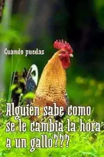 gallo.webp