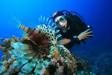 Diving.webp