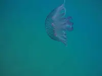 G0450636.webp