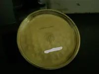 sin nuero tapa.webp