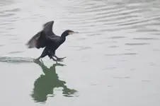 image.jpeg