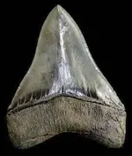 Megalodon 004.webp