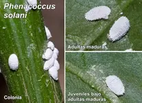 phenacoccus%u00252Bsolani.webp