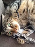 Hiroshi Tag Heuer.webp