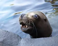 cabeza-de-un-lobo-de-mar.webp