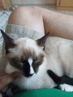 IMG_20181023_182917.gif