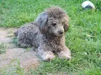 Caniche.webp