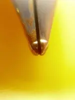 pelikan pelikano_1.webp