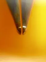 pelikan pelikano_2.webp