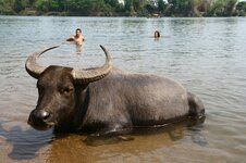 bufalo tailandes.jpg