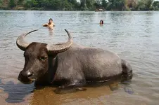 bufalo tailandes.webp
