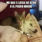 10607903_570100656450247_1732631741_n.webp