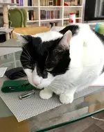 FullSizeRender 2.webp