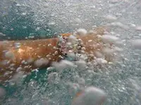 13466088_10154229017074919_7559995125803778442_n.webp