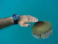 12141671_10153686539564919_4295174945315707747_n (1).webp