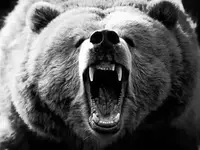 Cara oso.webp