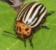 escarabajopatataCulturaGalega.webp