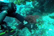 me_buceo_pelagos.webp