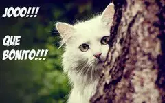 Gato jo que bonito.webp