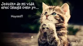 Gato rezando Omega.webp