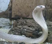 Cobra-blanca.webp