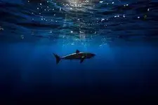 1780851_10153984742419919_4508910271224842895_n.webp