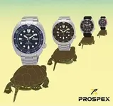 turtle.webp