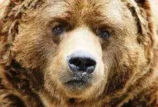 Cara oso serio.webp