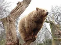 Oso arbol 01.webp
