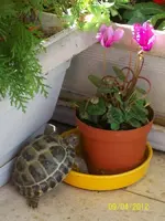 descubriendo las hojas del ciclamen, que le gustaron.webp