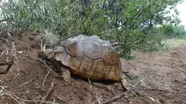 tortuga2.webp